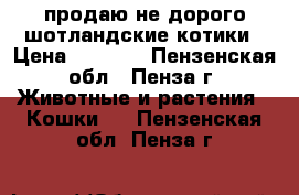 продаю не дорого шотландские котики › Цена ­ 1 000 - Пензенская обл., Пенза г. Животные и растения » Кошки   . Пензенская обл.,Пенза г.